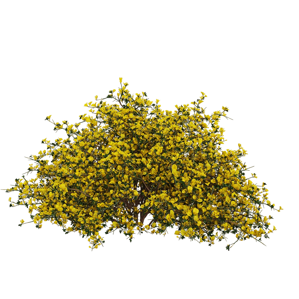 decoration - Genista scorpius 1 3D Model
