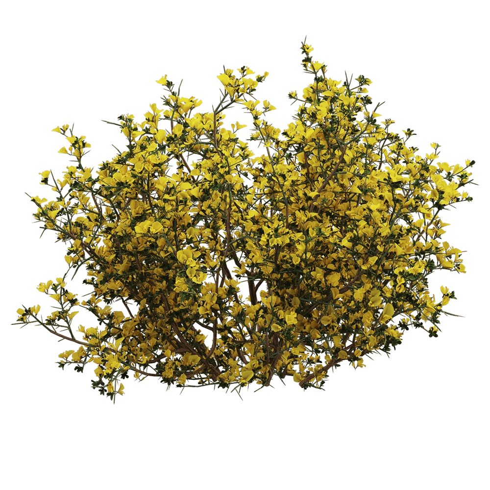 decoration - Genista scorpius 2 3D Model