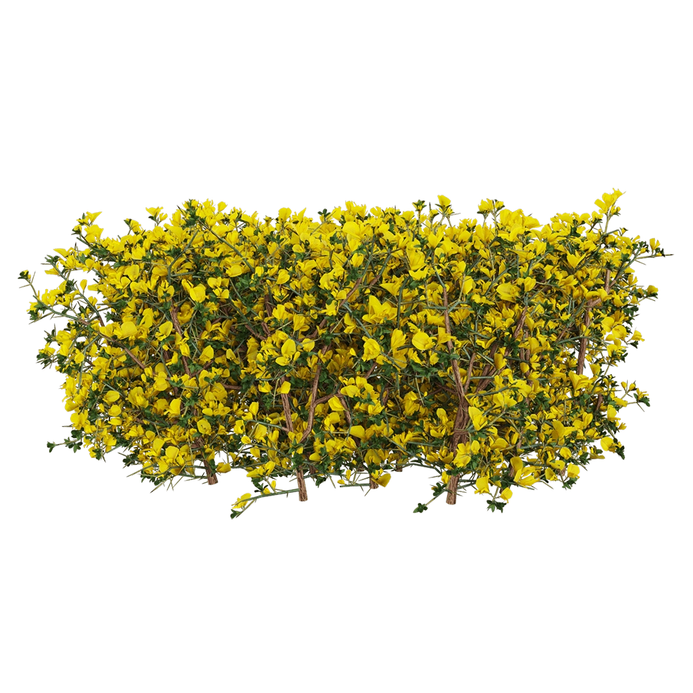 decoration - Genista scorpius 3 3D Model