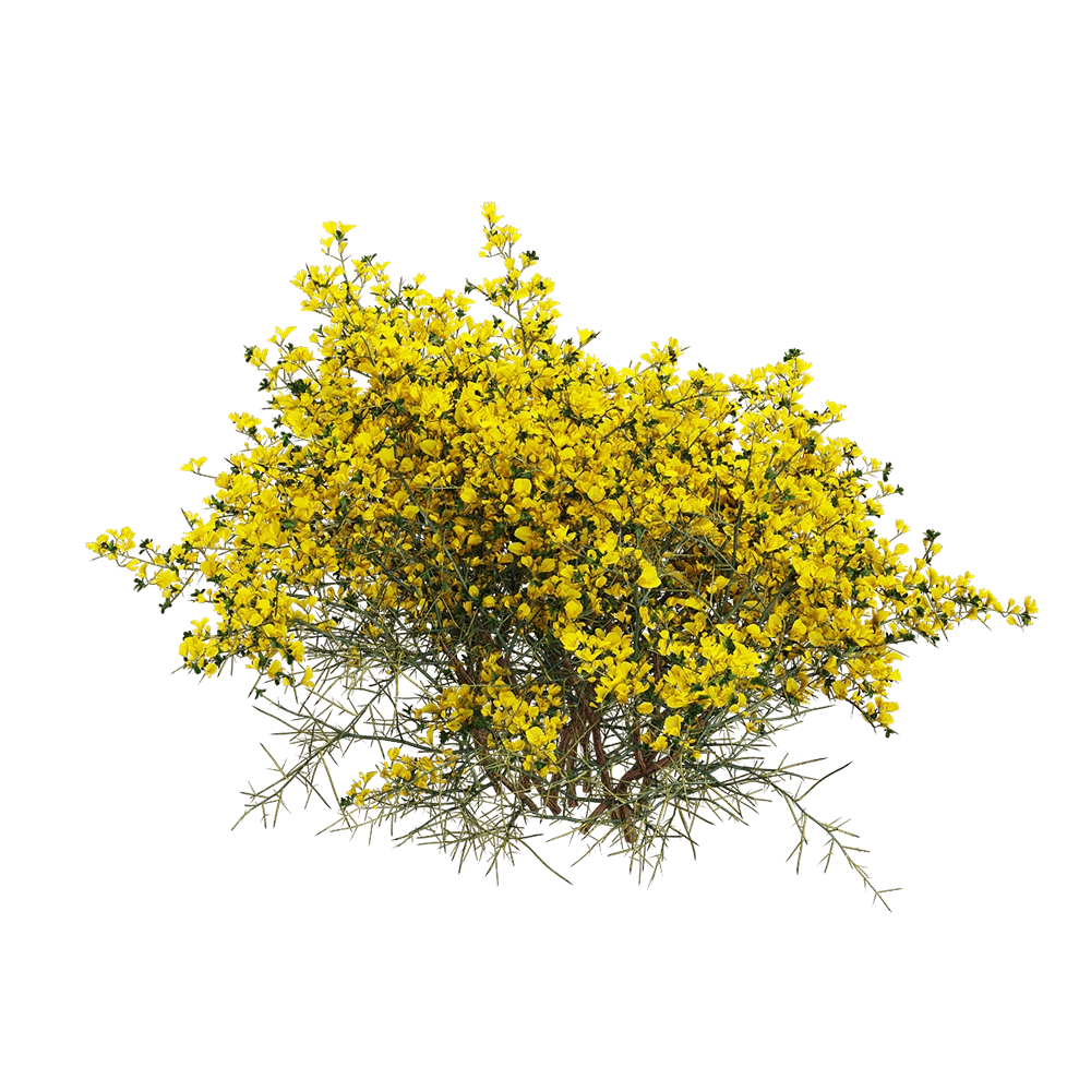 decoration - Genista scorpius 4 3D Model