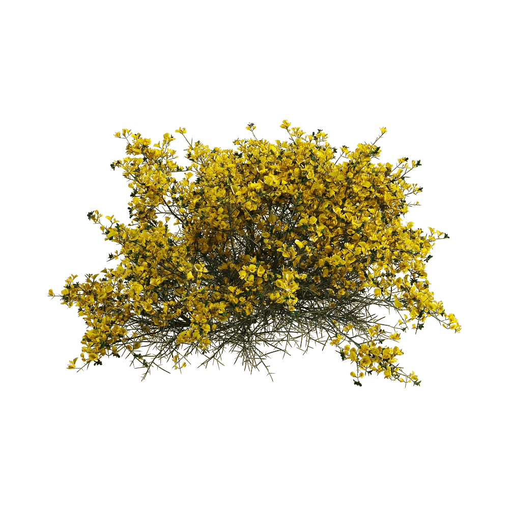 decoration - Genista scorpius 6 3D Model