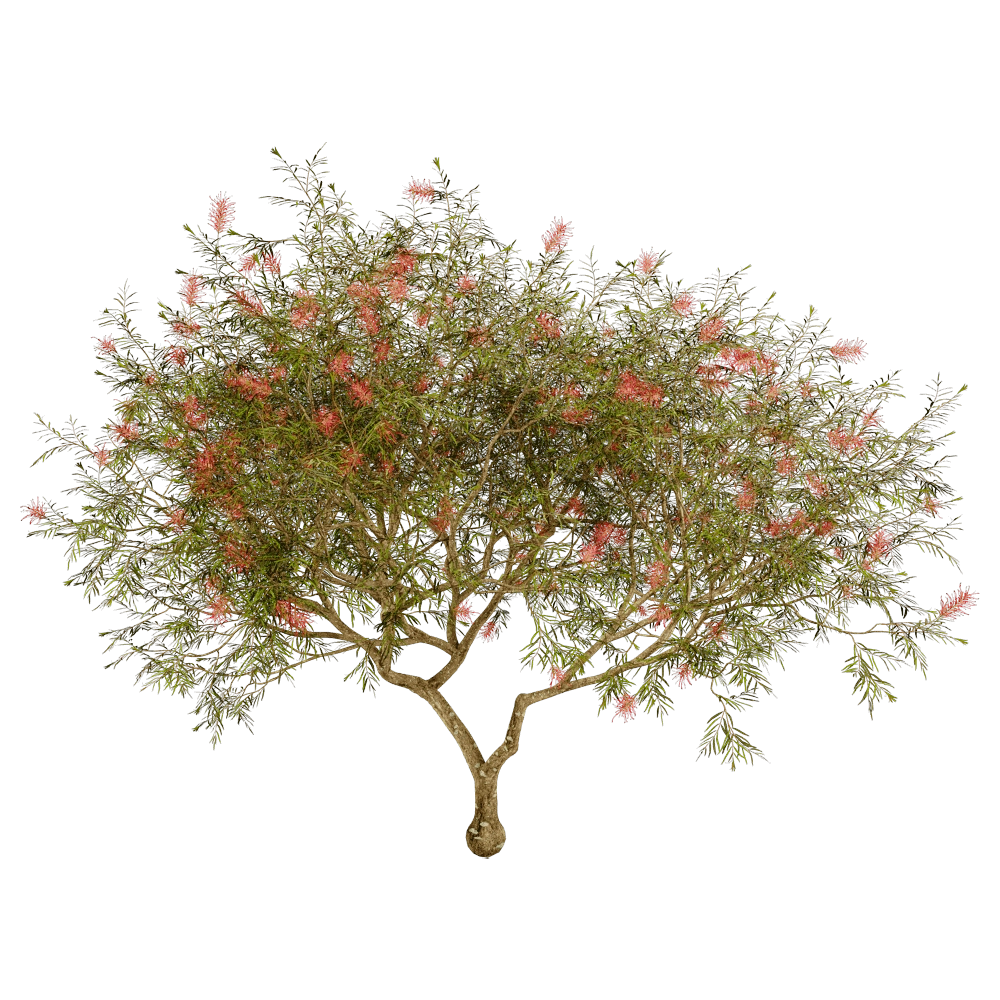 decoration - Grevillea Banksii 01 01 3D Model
