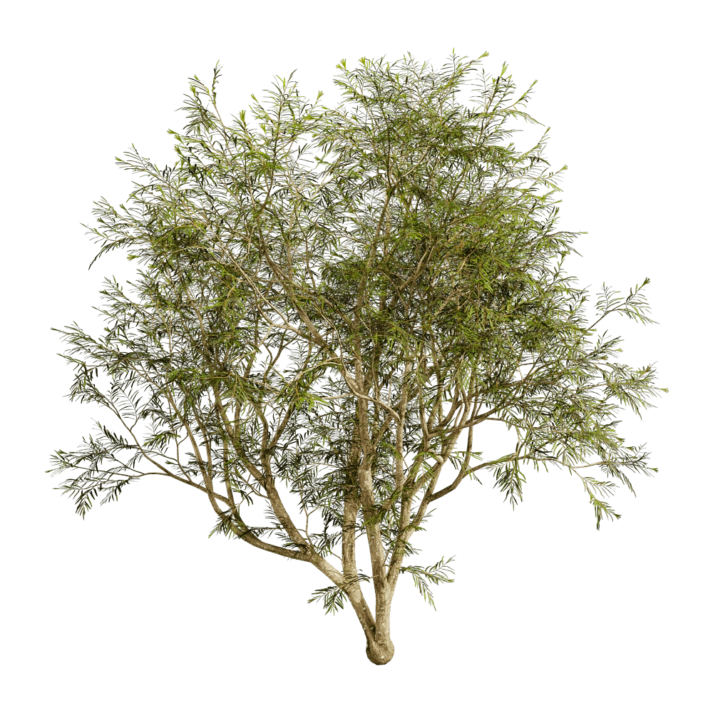 decoration - Grevillea Banksii 01 02 3D Model