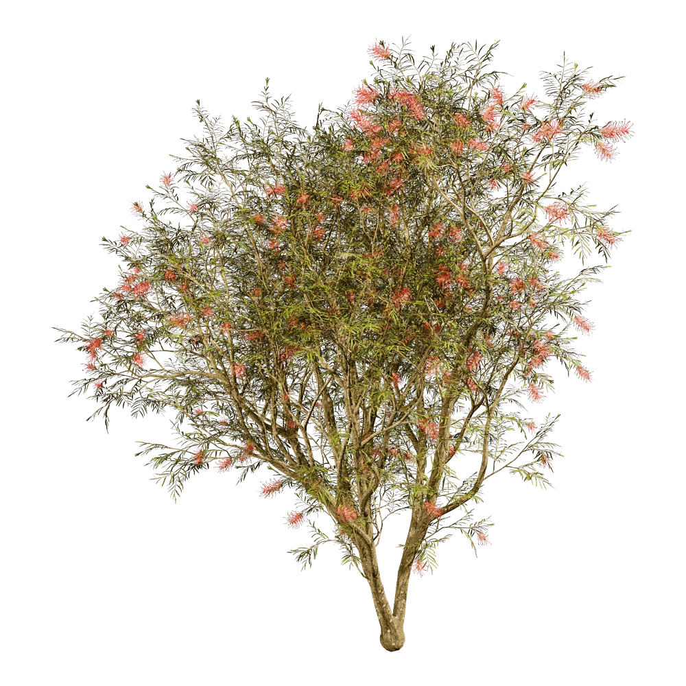 decoration - Grevillea Banksii 01 03 3D Model