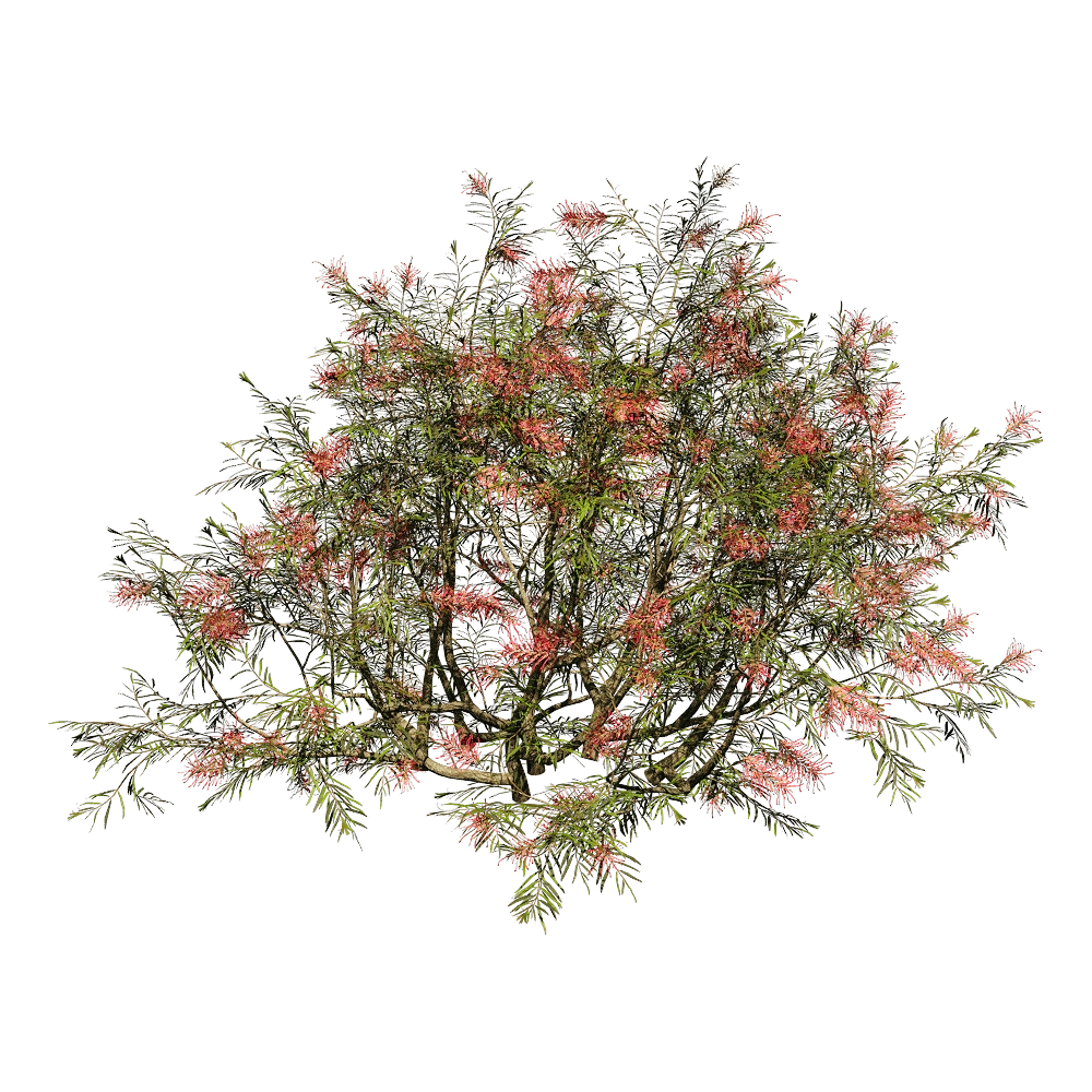 decoration - Grevillea Banksii 01 04 3D Model
