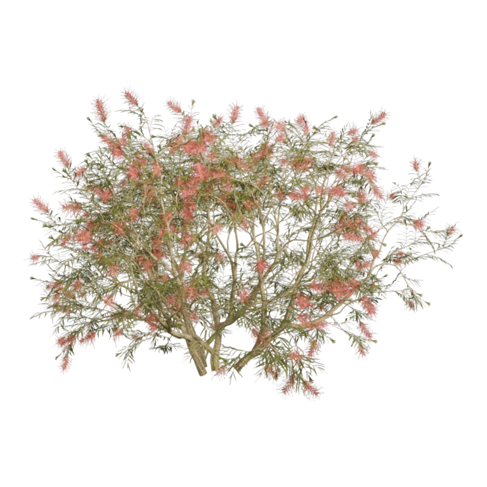 decoration - Grevillea Banksii 01 05 3D Model