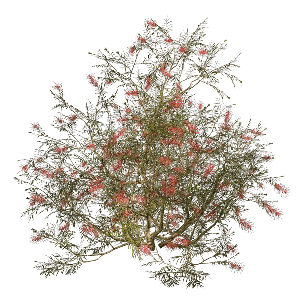 decoration - Grevillea Banksii 01 06 3D Model