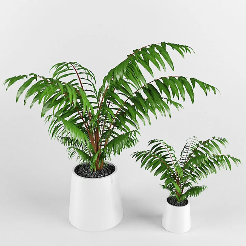 decoration - Hamedorea graceful 3D Model