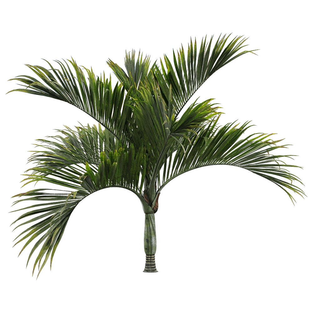 decoration - Hedyscepe canterburyana 1 3D Model