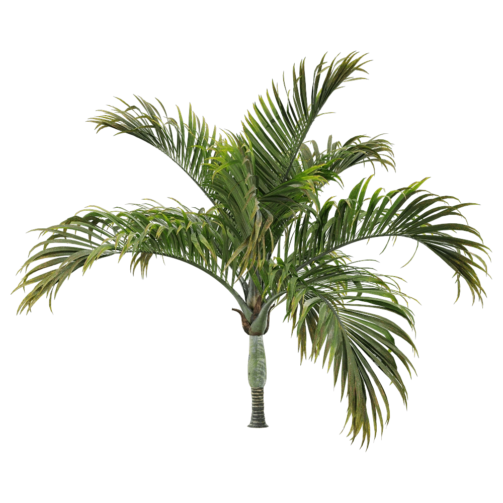 decoration - Hedyscepe canterburyana 2 3D Model