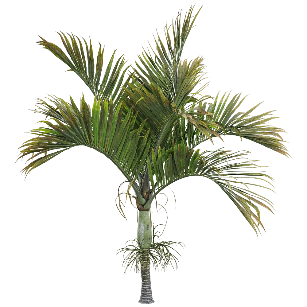 decoration - Hedyscepe canterburyana 3 3D Model