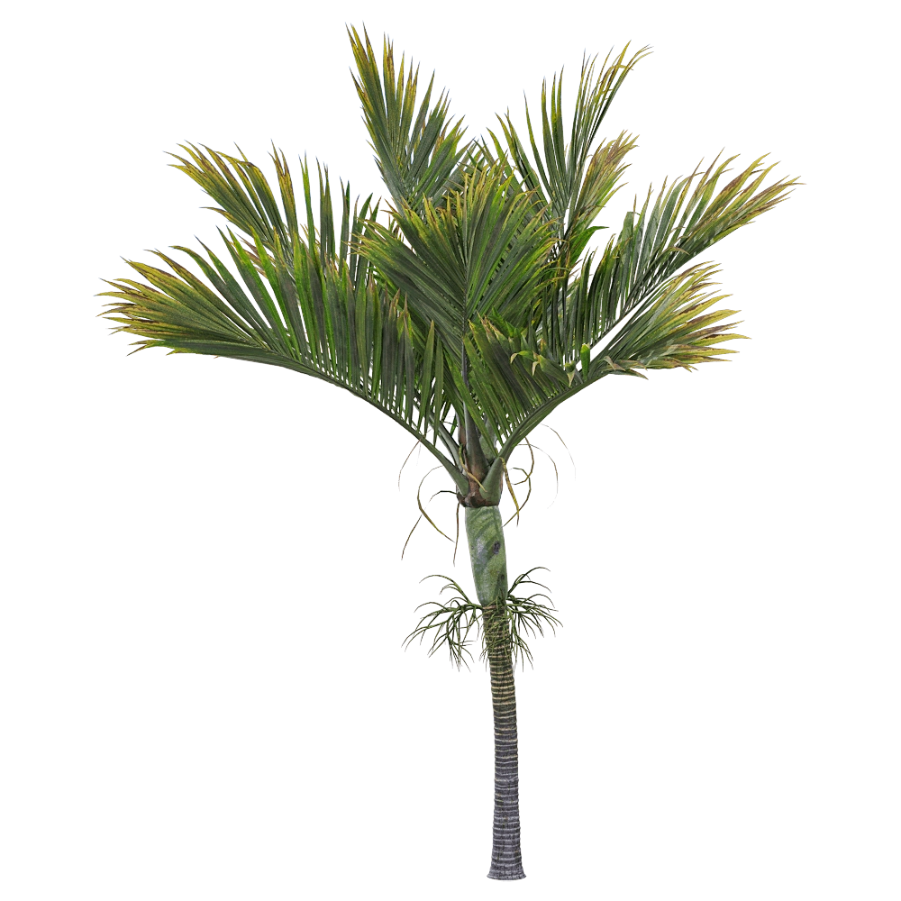 decoration - Hedyscepe canterburyana 4 3D Model