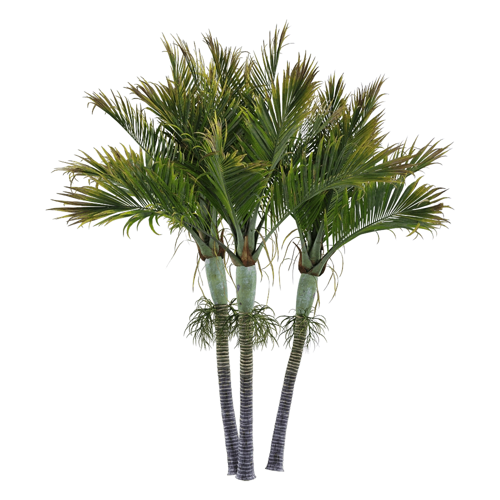 decoration - Hedyscepe Canterburyana 6 3D Model