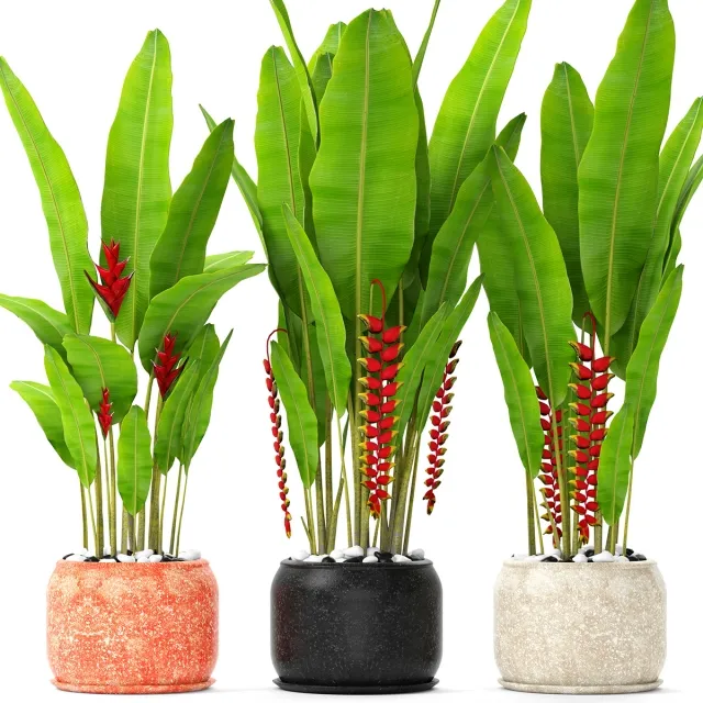 decoration - Heliconia 3D Model