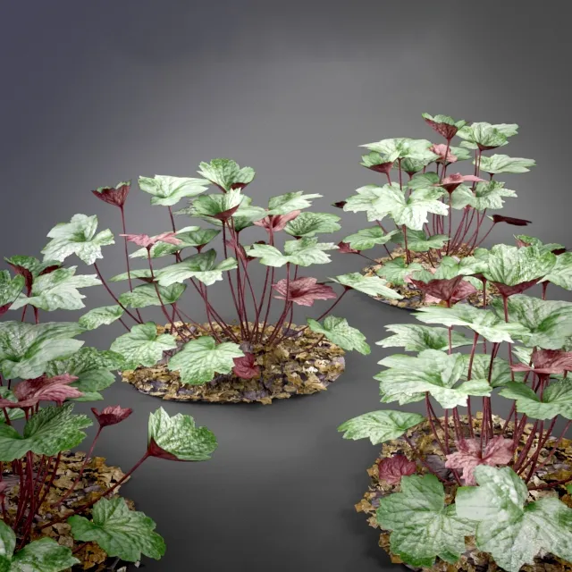 decoration - Heuchera 3D Model