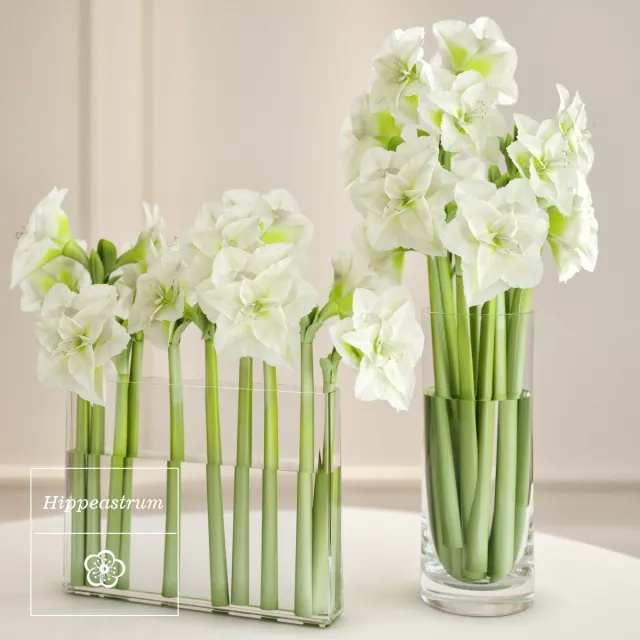 decoration - Hippeastrum arrangement 3D Model