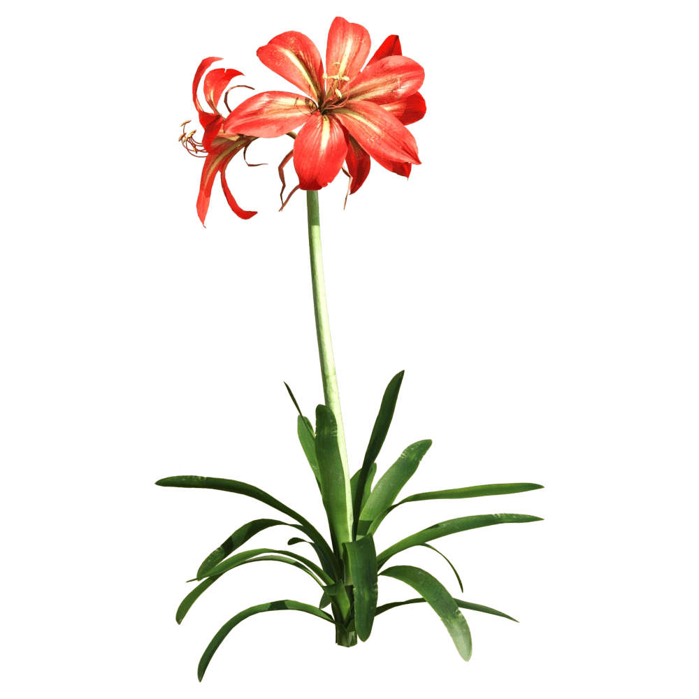 decoration - Hippeastrum rutilum 1 3D Model