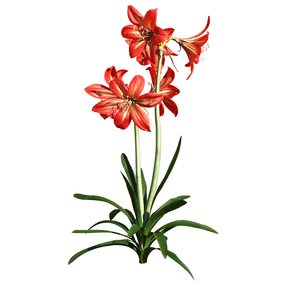 decoration - Hippeastrum rutilum 2 3D Model
