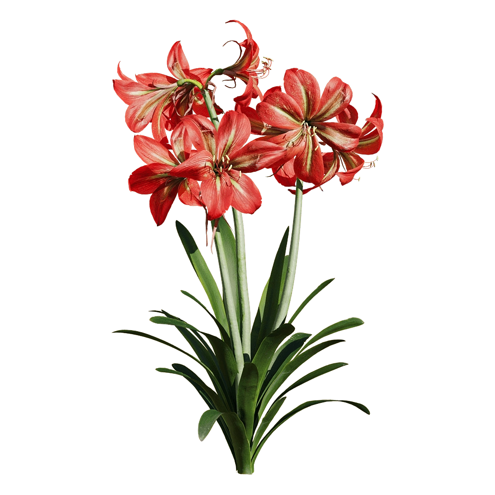 decoration - Hippeastrum rutilum 3 3D Model