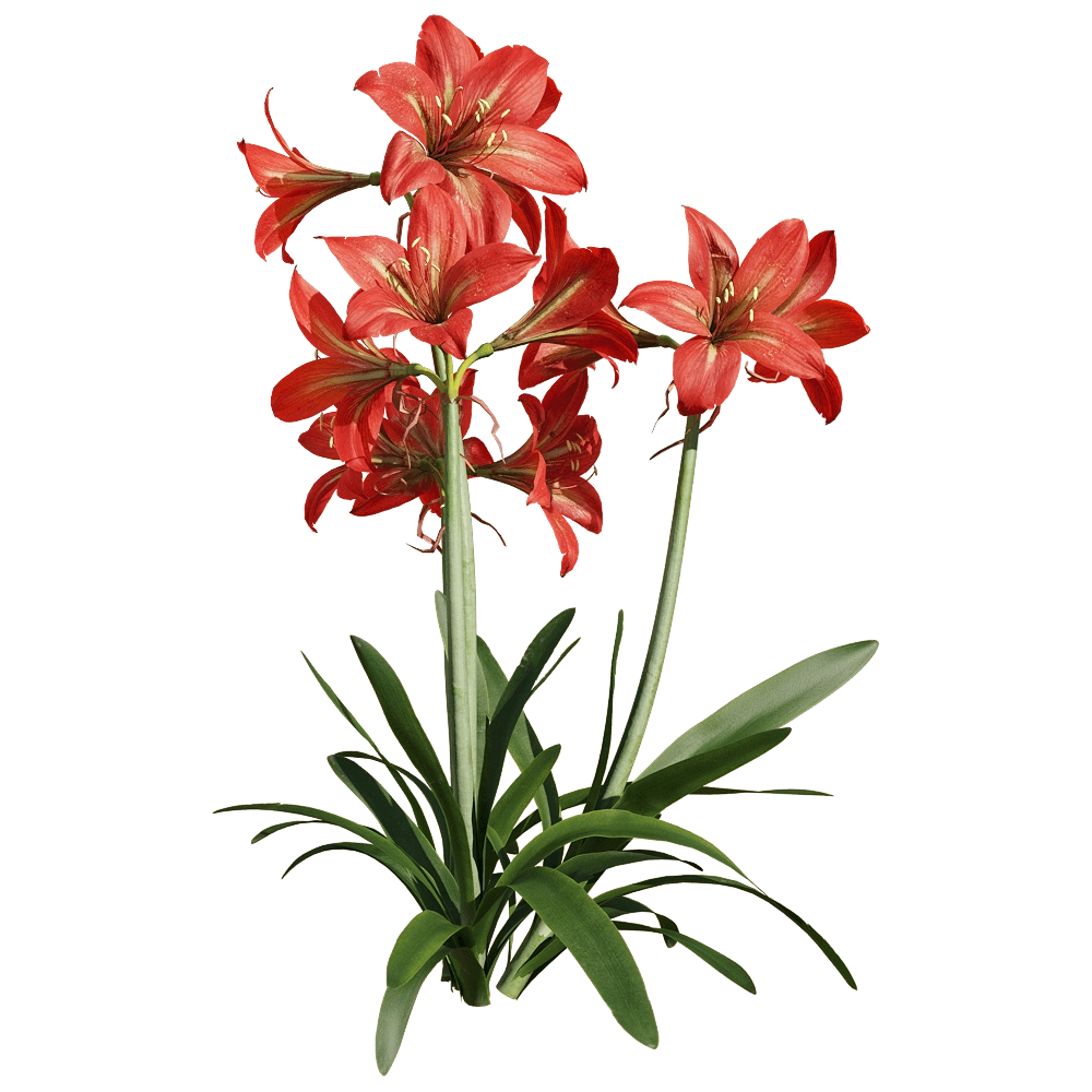 decoration - Hippeastrum rutilum 4 3D Model