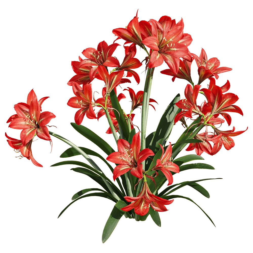 decoration - Hippeastrum rutilum 5 3D Model