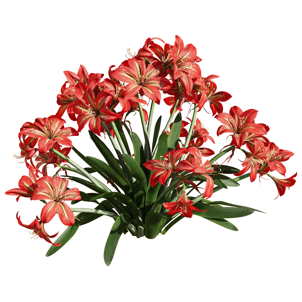 decoration - Hippeastrum rutilum 6 3D Model