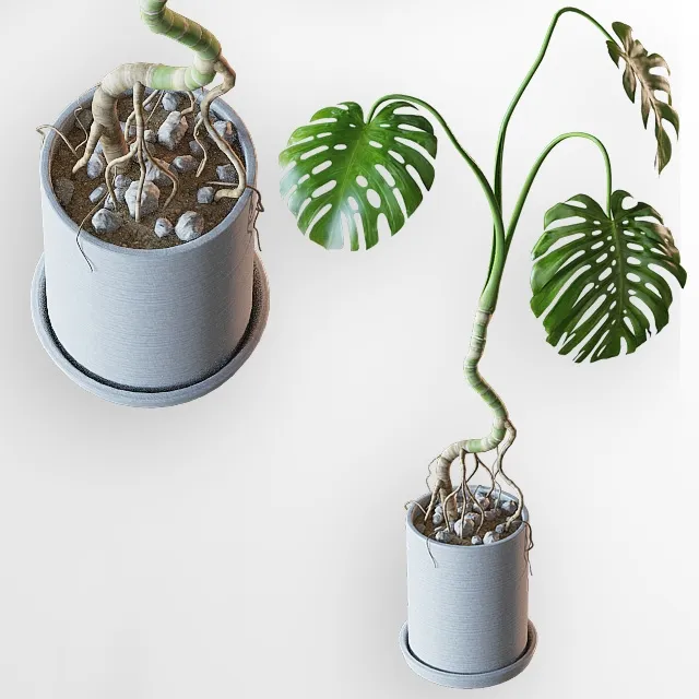 decoration - Home plant 3D Model