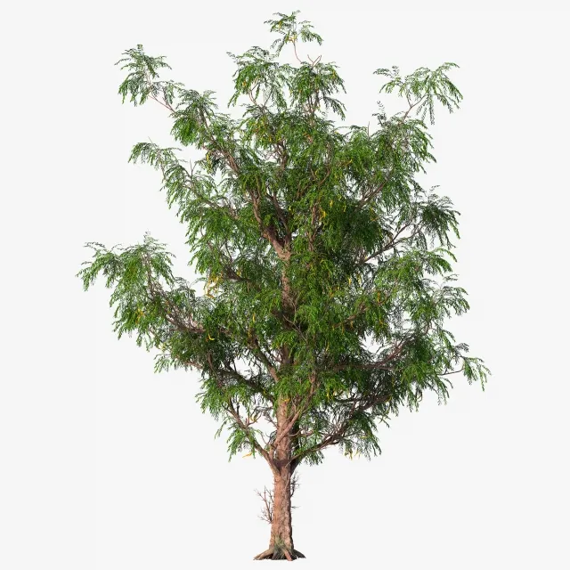 decoration - Honey locust  Acacia 3D Model