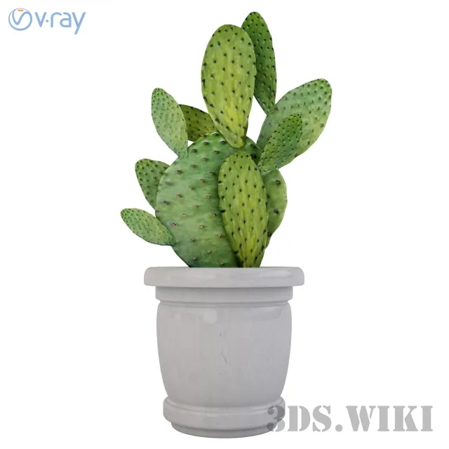 decoration - Houseplants cactus prickly pear 3D Model