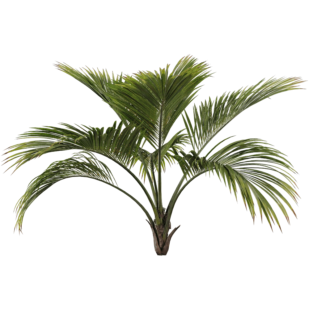 decoration - Howea belmoreana 1 3D Model
