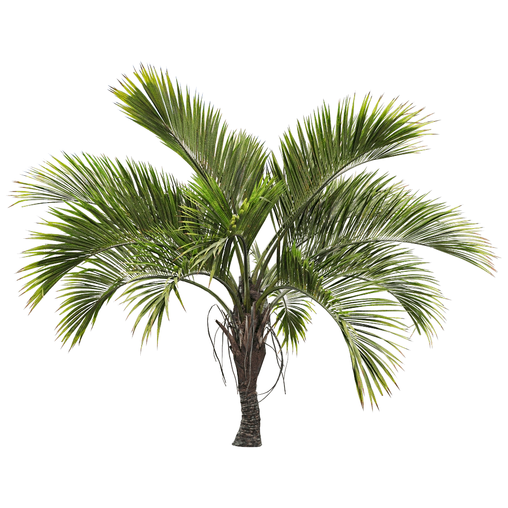 decoration - Howea belmoreana 2 3D Model