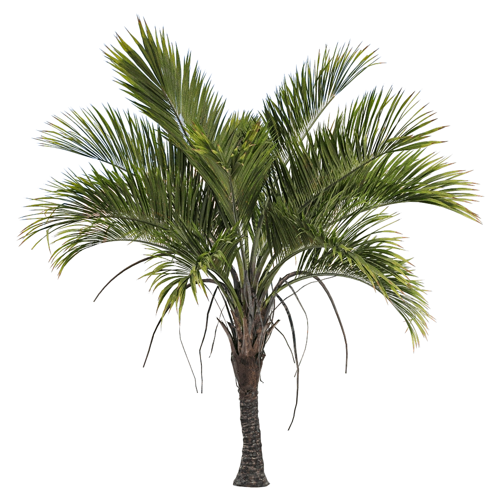 decoration - Howea belmoreana 3 3D Model