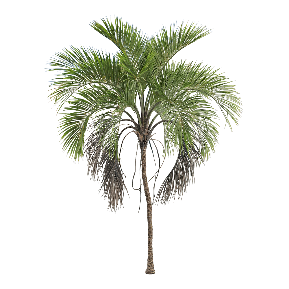 decoration - Howea belmoreana 4 3D Model
