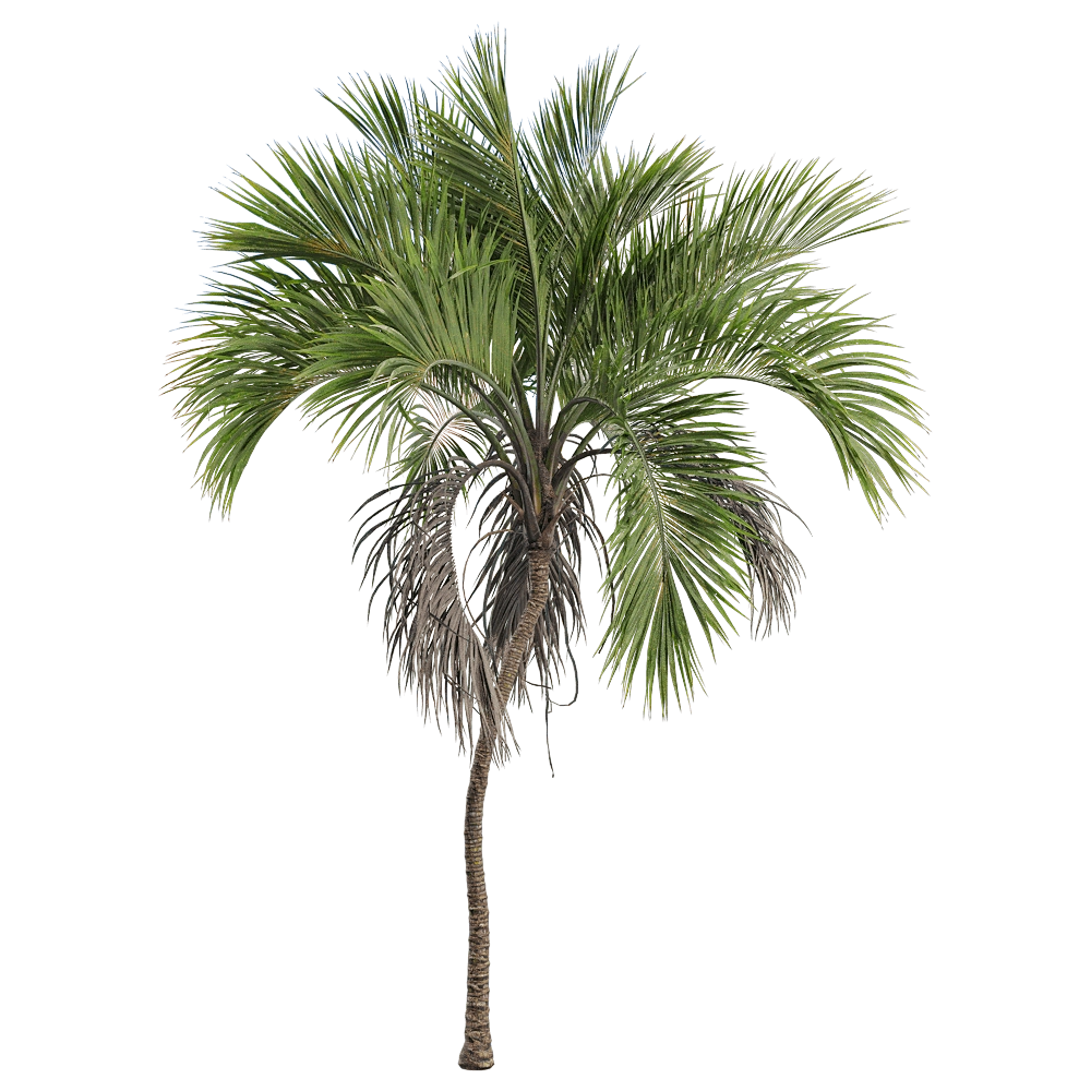 decoration - Howea belmoreana 5 3D Model