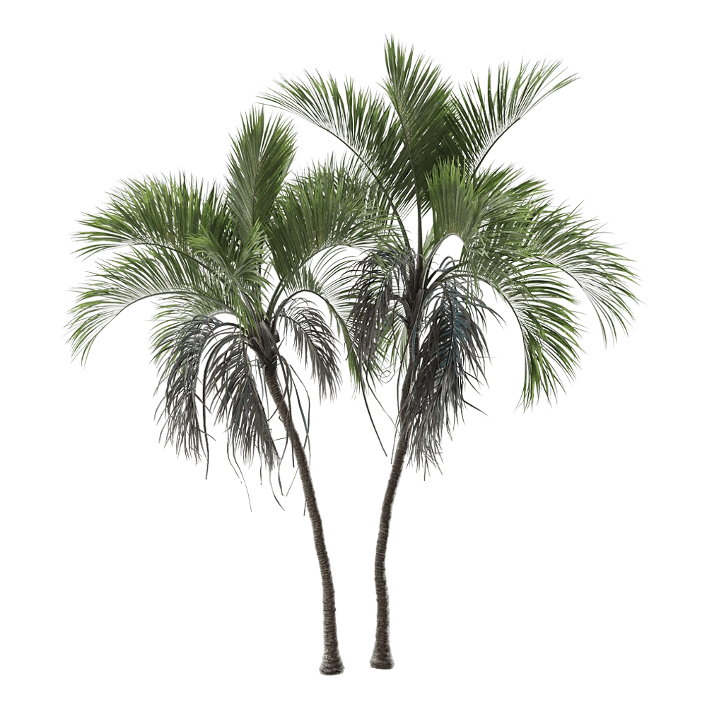 decoration - Howea Belmoreana 6 3D Model