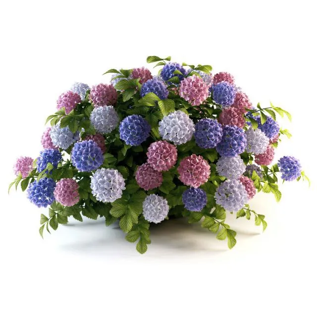 decoration - Hydrangea cluster 3D Model