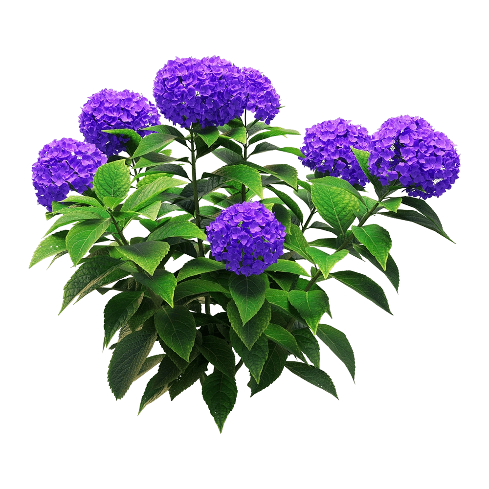 decoration - Hydrangea macrophylla 1 3D Model