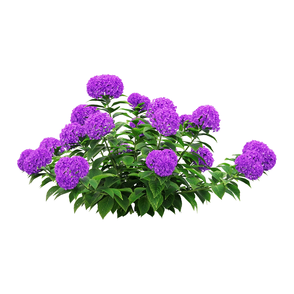 decoration - Hydrangea macrophylla 2 3D Model