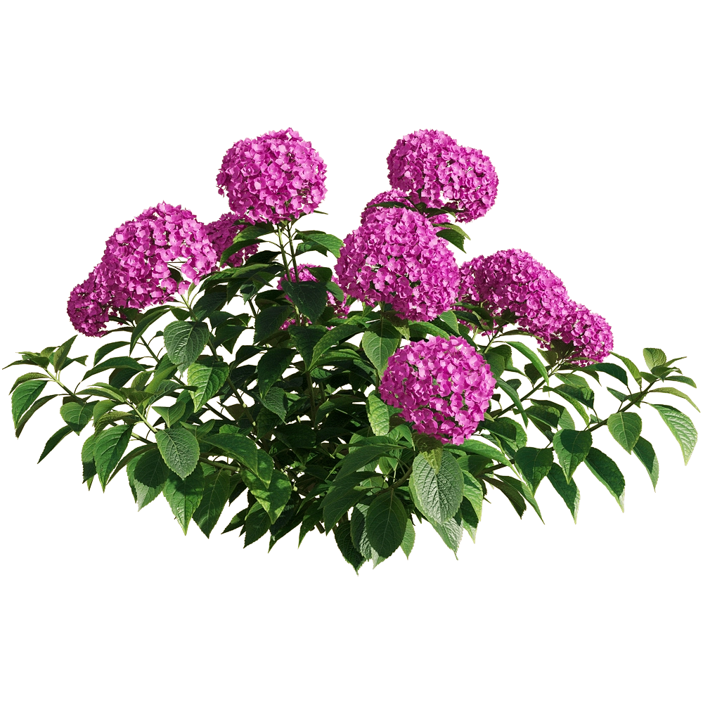 decoration - Hydrangea macrophylla 3 3D Model