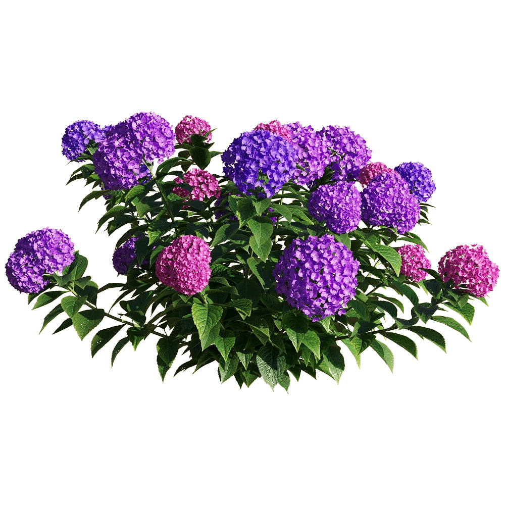 decoration - Hydrangea macrophylla 4 3D Model