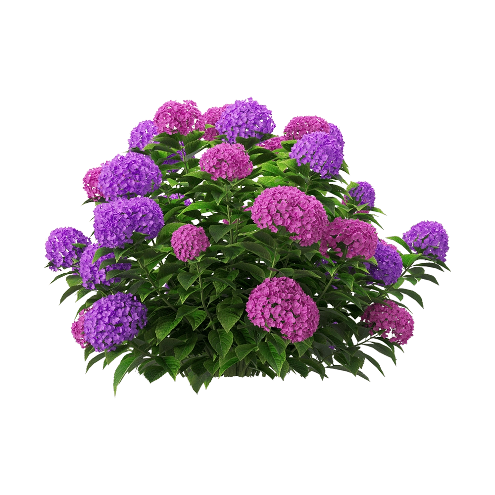 decoration - Hydrangea macrophylla 5 3D Model