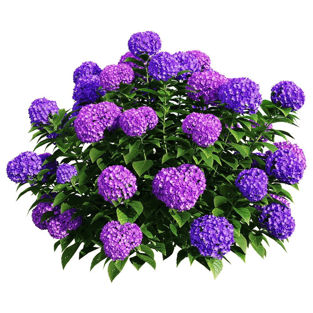 decoration - Hydrangea macrophylla 6 3D Model