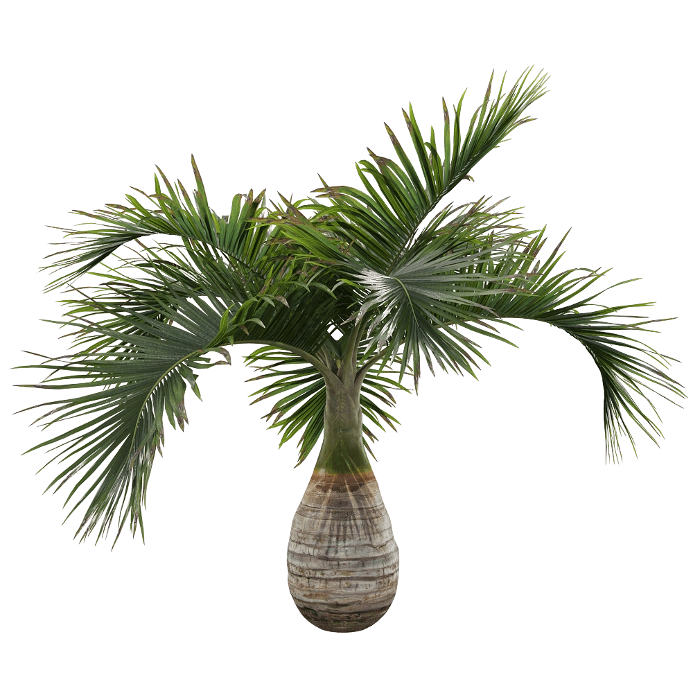 decoration - Hyophorbe lagenicaulis 1 3D Model