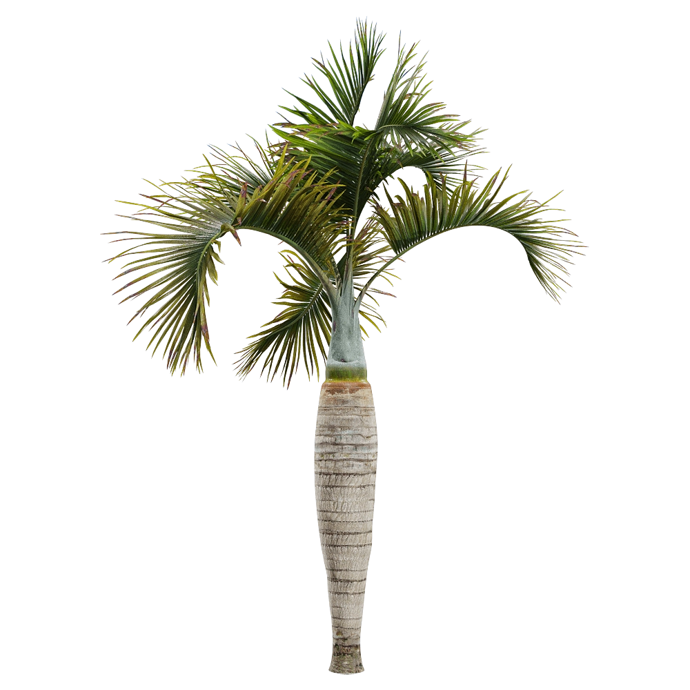 decoration - Hyophorbe lagenicaulis 2 3D Model