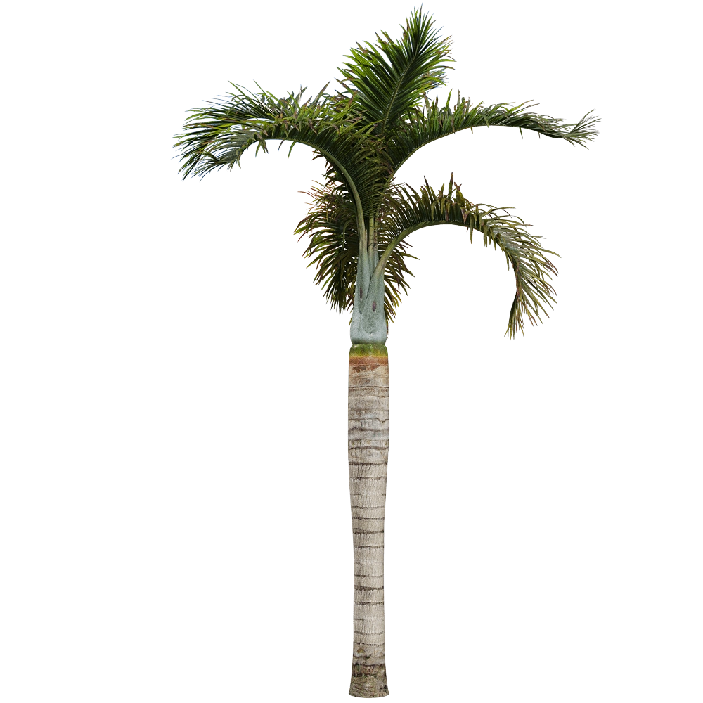 decoration - Hyophorbe lagenicaulis 3 3D Model