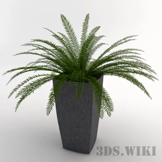 decoration - Indoor fern 3D Model