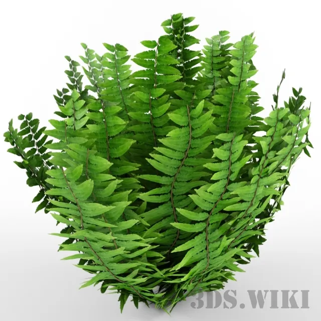 decoration - Indoor fern 3D Model