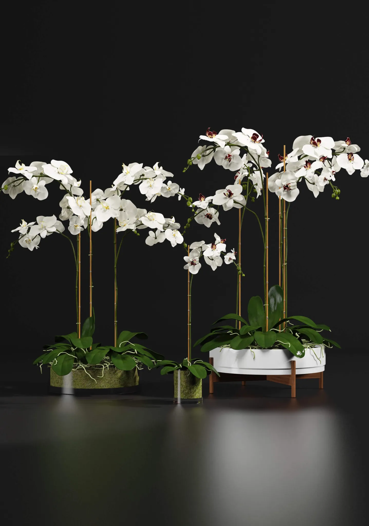 decoration - Indoor Orchids 3D Model