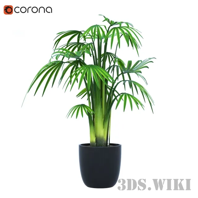 decoration - Indoor plants palm 3D Model