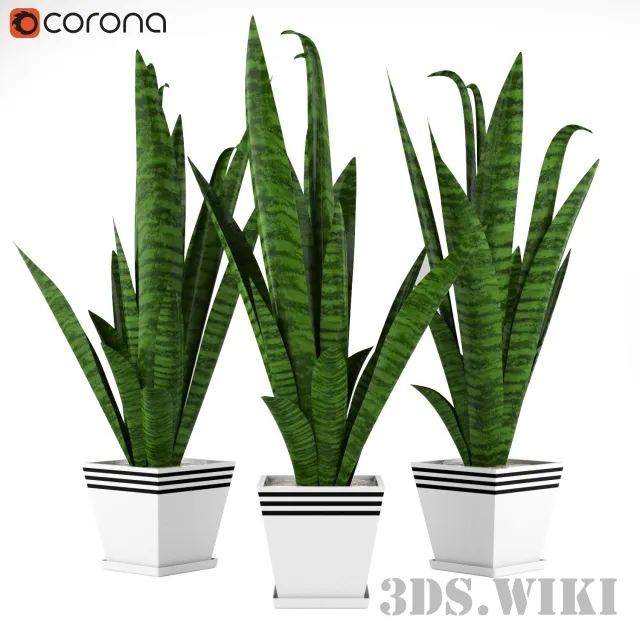 decoration - Indoor plants Sansevieria 3D Model